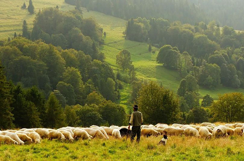 صنعت دامپروری و فرش دستبافت