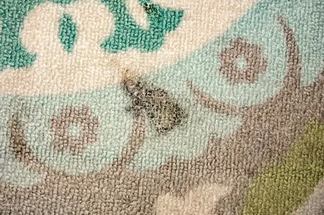 روش‌های از بین بردن سوختگی سطحی فرش